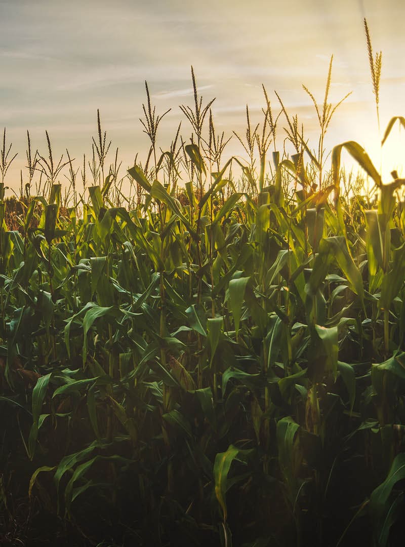 Ein Maisfeld im Abendlicht