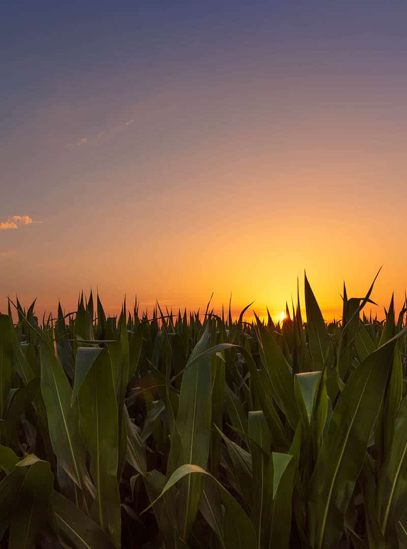 Ein Feld bei Sonnenuntergang