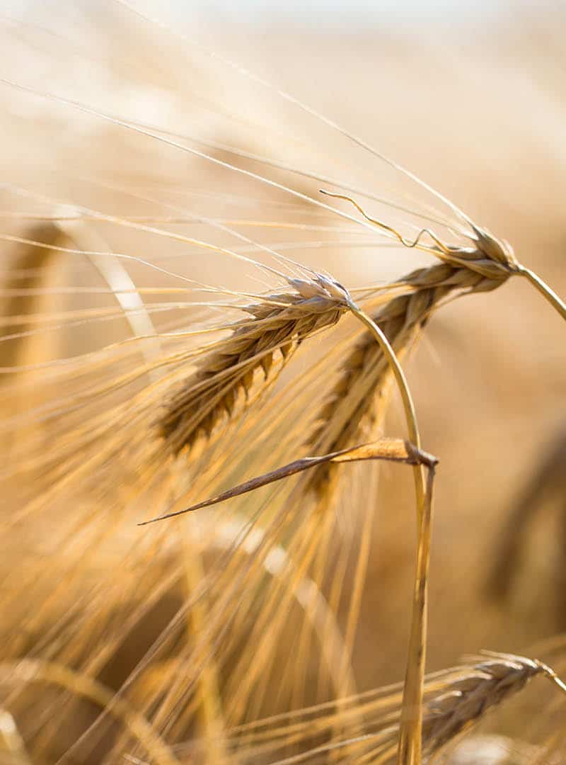 Nahaufnahme von Getreide