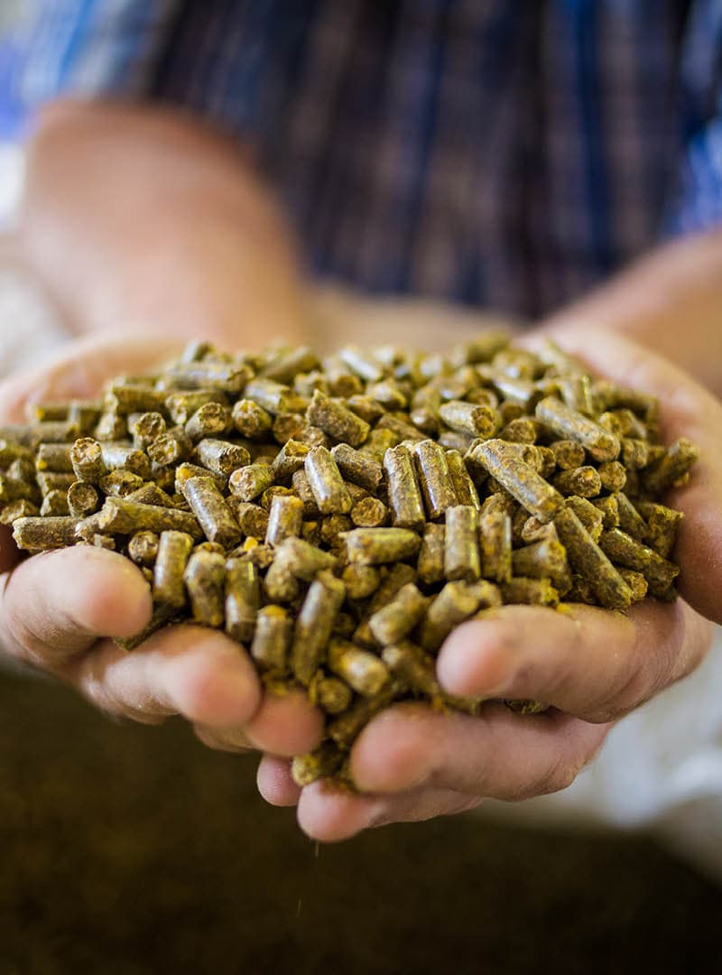 Nahaufnahme von Händen, die frisch gepresstes Futtermaterial präsentieren.