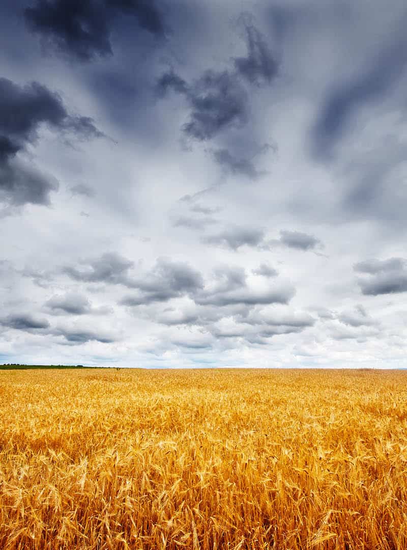 Ein gelbes Getreidefeld, dunkle Wolkenstimmung