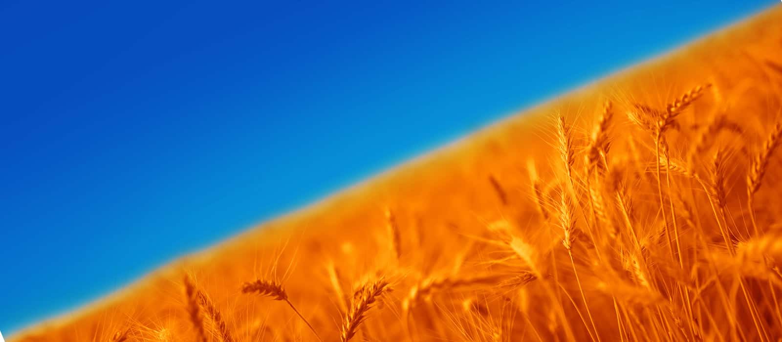 Ein Weizenfeld im Fokus, strahlend blauer Himmel